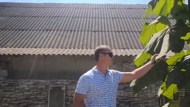 Прирост Павловнии Шантонг за 5 месяцев после тех-среза без полива! В гостях у Руслана Самойленко! смотреть онлайн