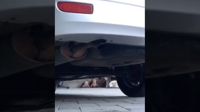 выхлоп приора 4.2.1 паук длинный, резонатор свд, бачок родной переделанный, вся трасса на 51 трубе смотреть онлайн