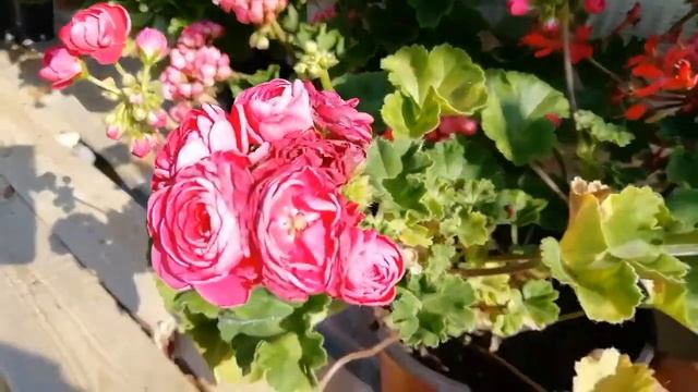 Комнатные цветы и жара! смотреть онлайн