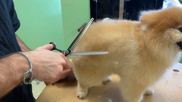 Dog Grooming - How to Groom a Pomeranian / Pomeranian Bear Cut смотреть онлайн
