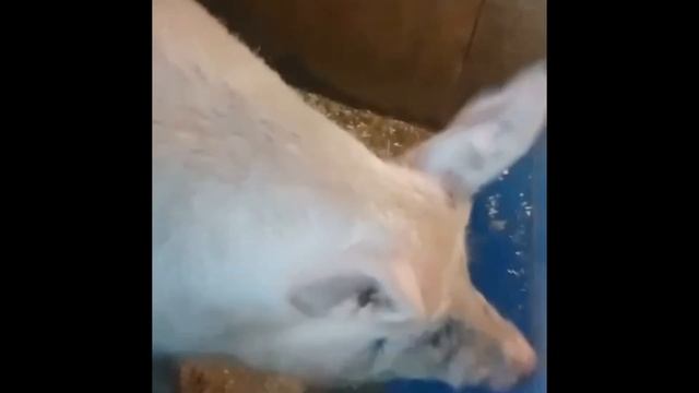 Продаются свинки 2х-3х породные гибриды. Продажа Чистопородного хряка КБ. смотреть онлайн