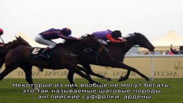Какую скорость развивает лошадь? смотреть онлайн