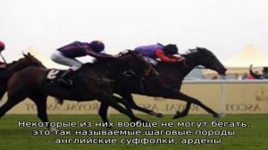 Какую скорость развивает лошадь?
