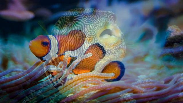 Beautiful Fish Wallpaper || Beautiful Tropical Fish Wallpaper смотреть онлайн