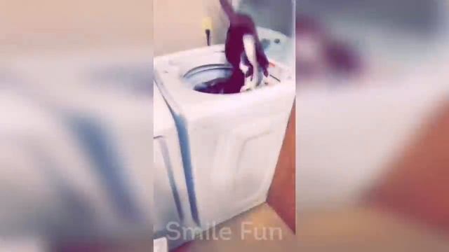 Кот охотится за птичкой в телевизоре и другие смешные видео. смотреть онлайн