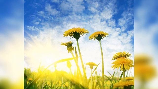 Майский лес Мелодекламация Александр Стихи Таис Никольская смотреть онлайн