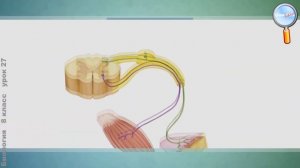 Биология 8 класс (Урок№27 - Рефлекторная деятельность нервной системы.)