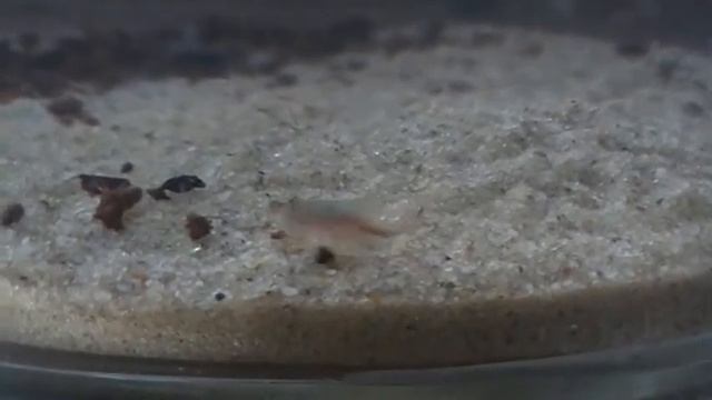 Triops granarius (przekopnica afrykańska) 13 смотреть онлайн