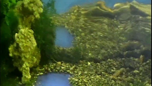 #Aquarium. Задний фон аквариума. смотреть онлайн