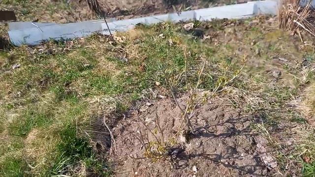 18 апреля первый весенний выезд на дачу . смотреть онлайн