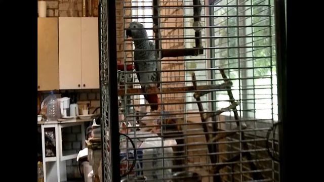 Говорящий попугай Рома смотреть онлайн