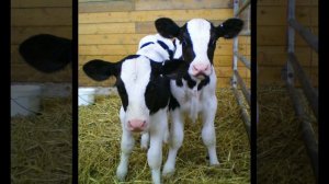 Телята мычат!) Звуки телят!)