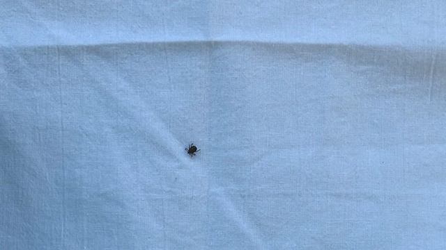 Как защититься от клещей: 4 обязательных метода перед походом в лес смотреть онлайн