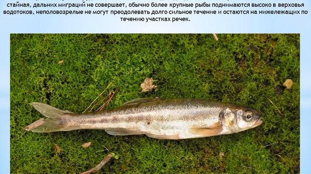 ГОЛЬЯН смотреть онлайн