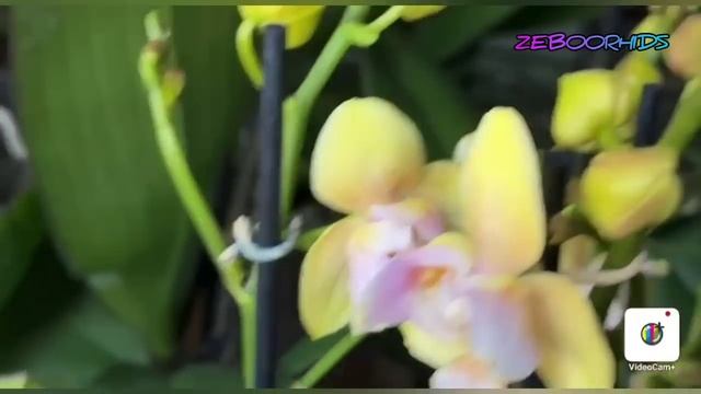 поставка ZeboOrhids 26.10.23 Бабочки ,пелоры,шоколад и многое другое? смотреть онлайн