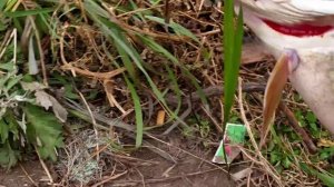 Неожиданная рыбалка на реке Упа в Туле,награда щука 3.6кг