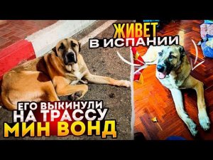 Фредди подобранный с трассы уехал из Ставрополя в Испанию. К нашим пристроенным ранее Тесси и Гере