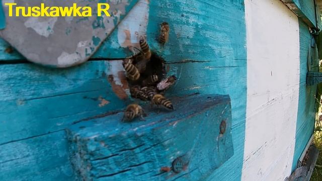 #Пчёлы. Достаточно ли три улочки пчёл для зимовки. Какие последствия слабых семей зимой. смотреть онлайн