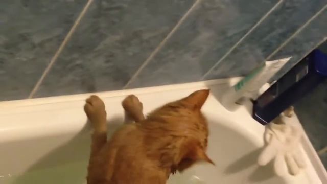 Как правильно мыть кота1.mp4 смотреть онлайн