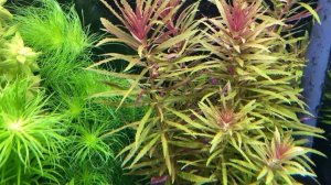 Как избавиться от кладофоры в аквариуме. Cladophora Glomerata.