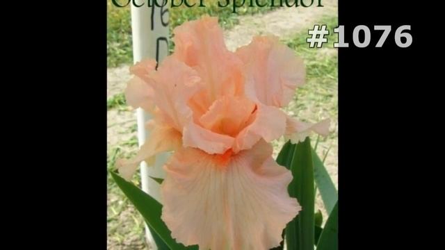 #1076. Ирисы - самые яркие цветы смотреть онлайн