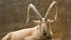 СОВМЕСТИМОСТЬ ЗНАКА КОЗЕРОГ | ЛУЧШАЯ И ХУДШАЯ ПАРА | ГОРОСКОП КОЗЕРОГ