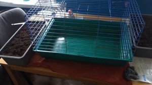 Как защитить рассаду от кошки