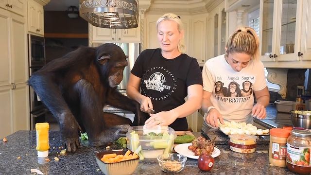 WILD FAMILY PICNIC WITH APES | Myrtle Beach Safari смотреть онлайн