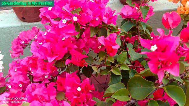 Barbara Karst ❤❤ #beautiful #bougainvillea #4k_video ##@@ss 💐💐