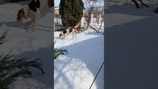 щенки русской пегой гончей выжловки