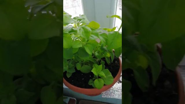 Обзор лоджии с цветами и рассадой!!!