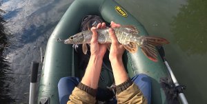 УСТАЛ ТАСКАТЬ ЭТИХ ЩУК! Рыбалка с лодки. Летний жор щуки 2020