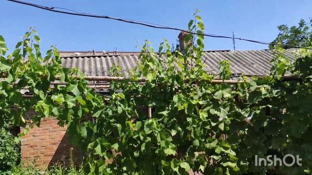 Ананьевские горбоносые голуби. Полёт ?️ смотреть онлайн