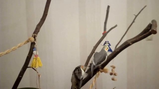 Правильные ВЕТКИ ДЛЯ КОРЕЛЛЫ удобные для жизни и сна смотреть онлайн