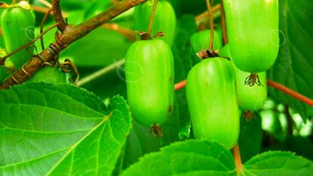 КИШМИШ ДАЛЬНЕВОСТОЧНЫЙ ПОЛЬЗА | польза кишмиш приморский, актинидия дальневосточная, дикий кишмиш смотреть онлайн