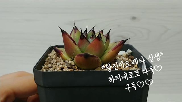 #3 (다육이)황진이오페라 실생 * Echeveria Agavoides Sp(다육식물)♡하피네코코의 다육이 키우는 이야기