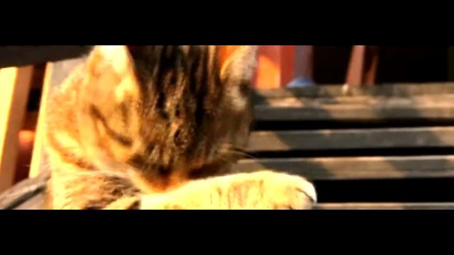 Cat - Short Film Canon Legria HF M 46 смотреть онлайн