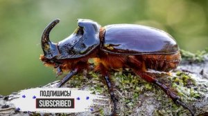 Жук носорог. Интересные факты