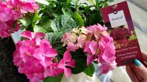 Обзор крупнолистных гортензий? Серия Magical ?03.07.2023