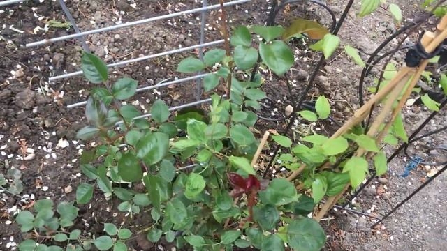 Гладиолусы в кашпо и розочка первогодка Сантана??? смотреть онлайн