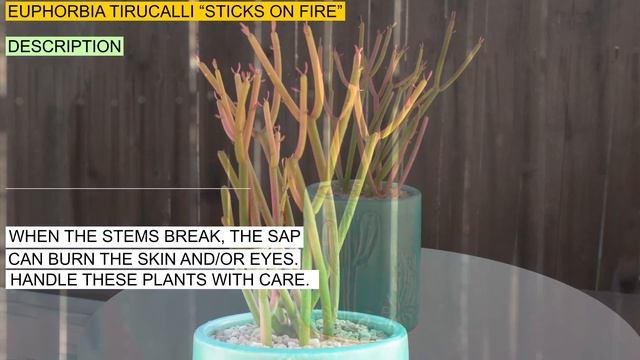 Euphorbia tirucalli “Sticks on Fire” смотреть онлайн