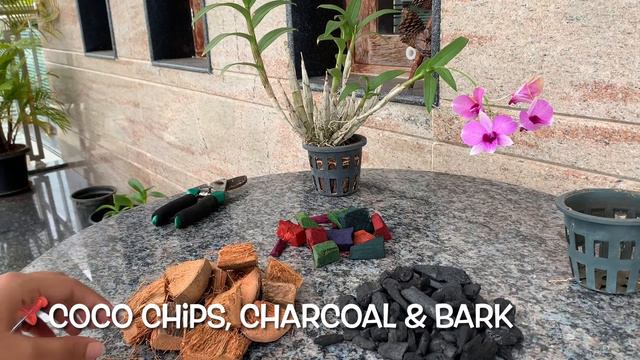 Repotting Dendrobium Orchid + Update | Easy Repotting #Orchids #Orchidrepot #Dendrobium #Orchidcare смотреть онлайн