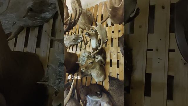 Лань смотреть онлайн