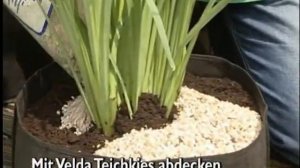 Посадка водных растений в пруду