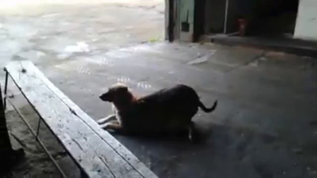 такса алабай смотреть онлайн