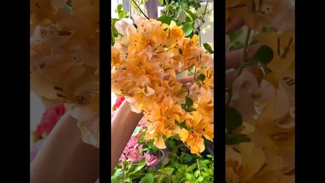 Удобрения для бугенвиллий? смотреть онлайн