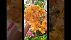 Удобрения для бугенвиллий?