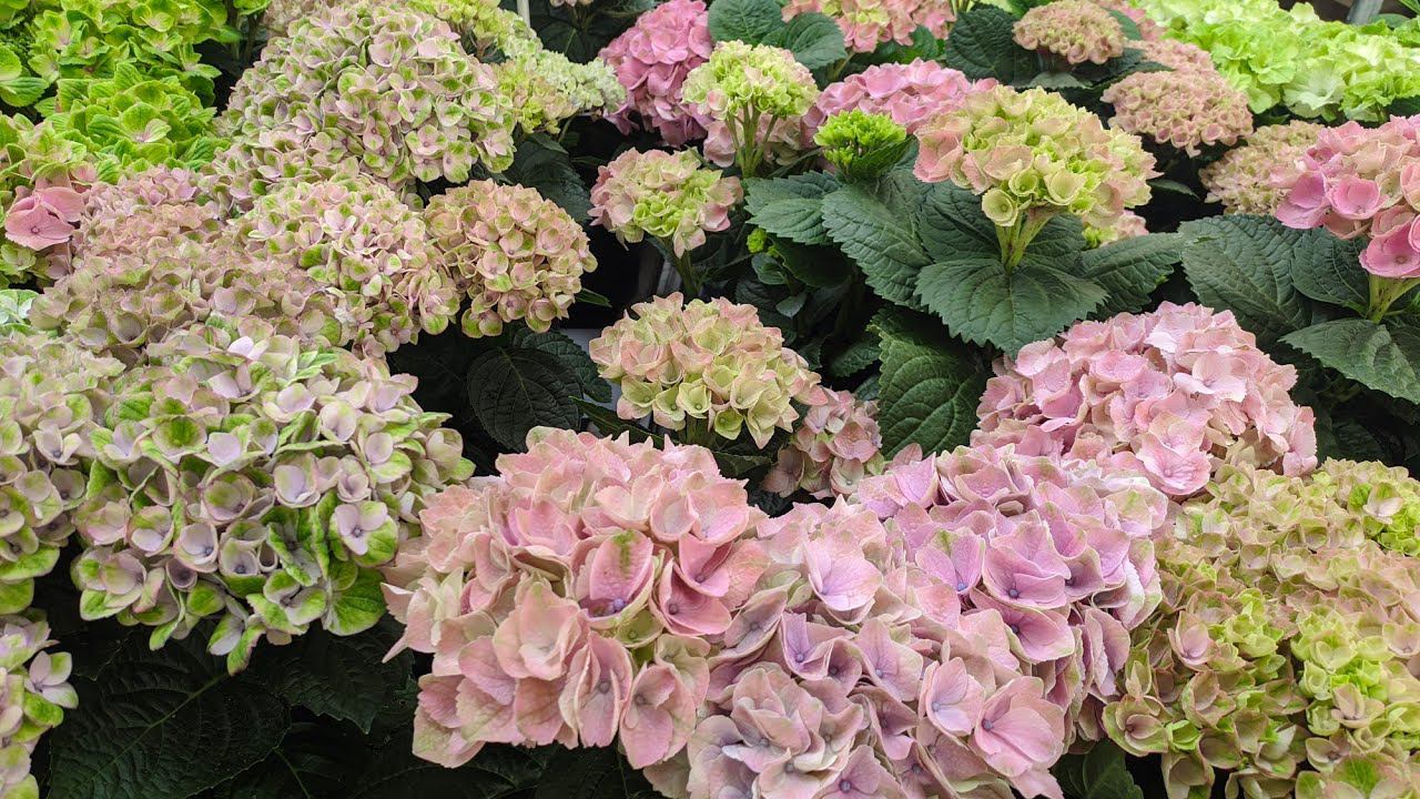 ОБИ .Хвойные подорожали. Растений много. Мои покупки для сада. смотреть онлайн