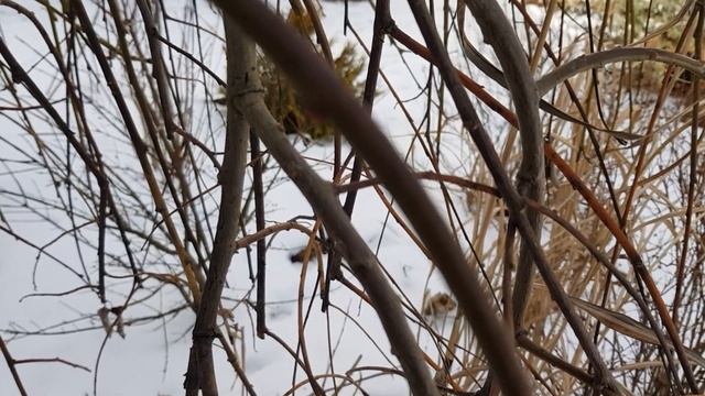 Обрезка ивы на штамбе по типу канделябра . смотреть онлайн
