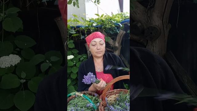 Лаванда.Услада для души.#лаванда#ароматравы смотреть онлайн